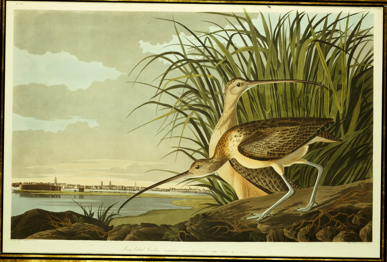 Erkek ve Dişi Uzun Faturalı Curlew by John James Audubon