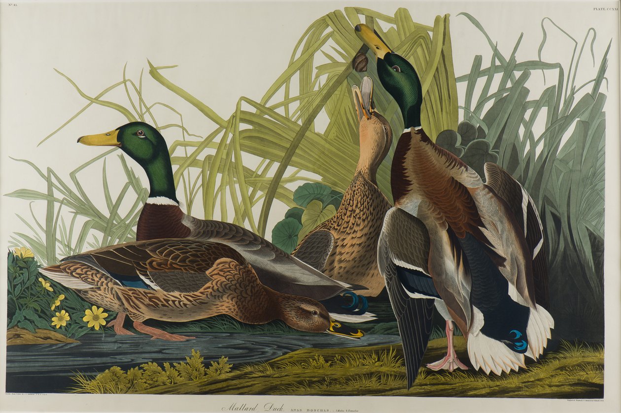 Yeşilbaş Ördek, 1834 (kağıt üzerinde wc) by John James Audubon