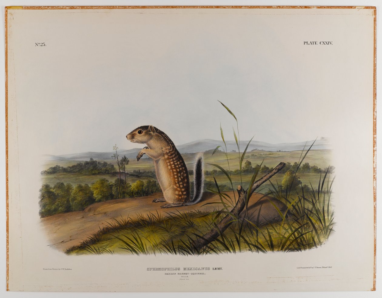 Meksika dağ sıçanı sincabı by John James Audubon