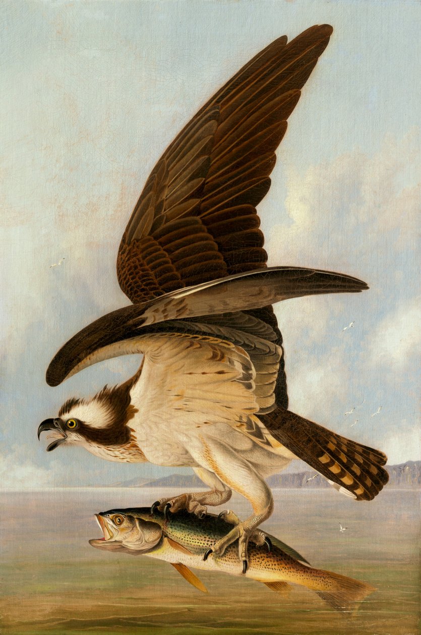 Osprey ve Zayıf Balık by John James Audubon