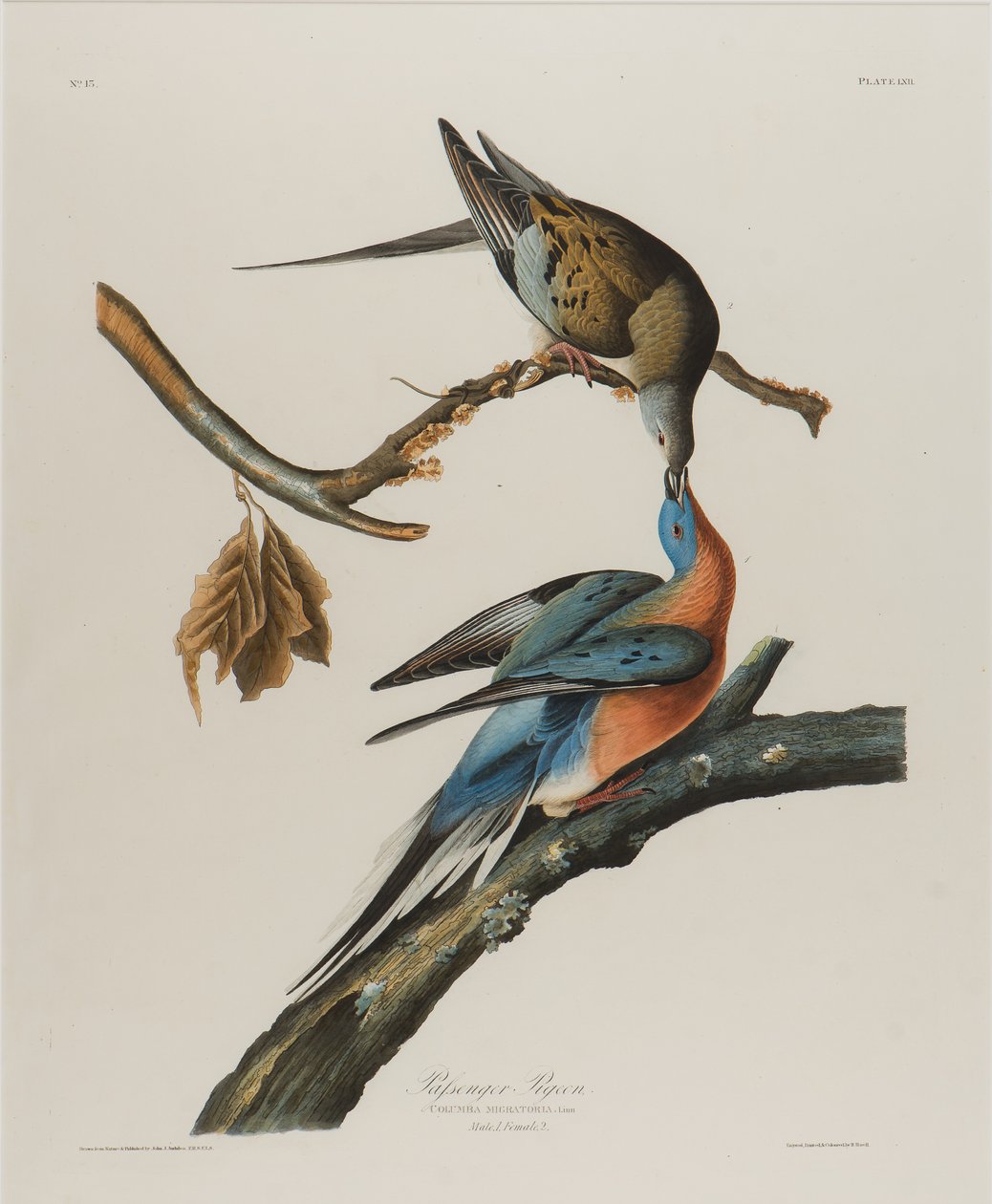 Yolcu Güvercini, 1827-1838 (kağıt üzerinde wc) by John James Audubon