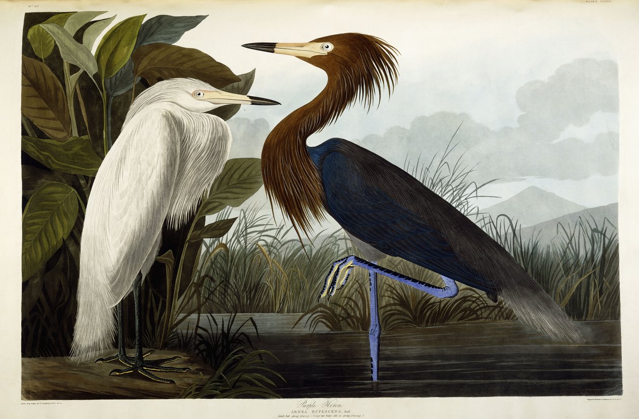 Mor Balıkçıl, c.1835 by John James Audubon