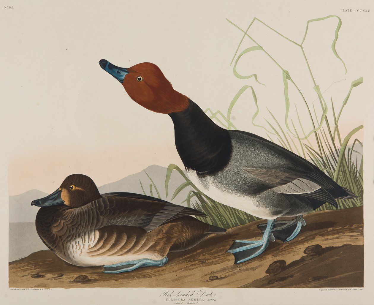 Kızıl Başlı Ördek, 1836 (kağıt üzerinde wc) by John James Audubon