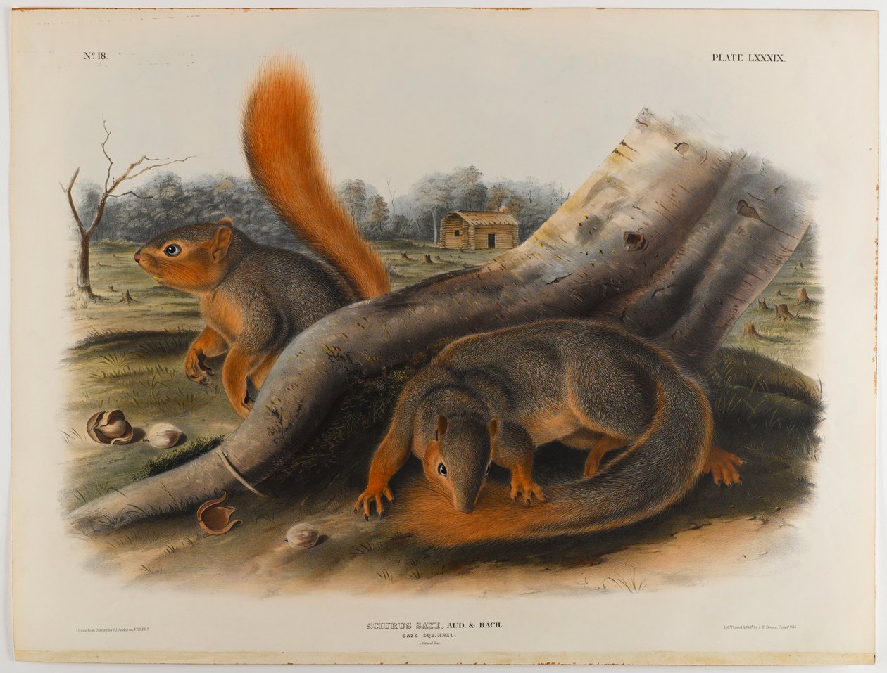 sincap diyor by John James Audubon