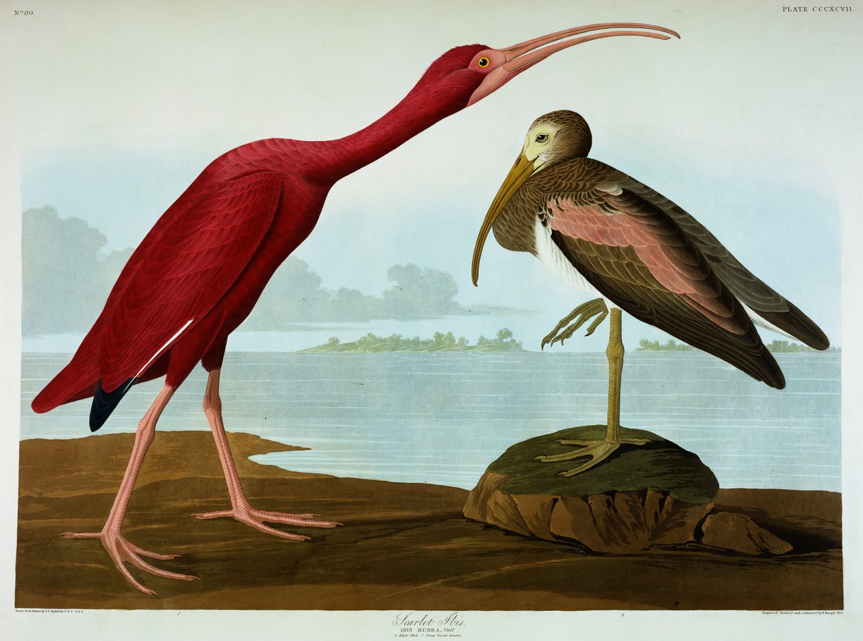 kızıl aynak by John James Audubon
