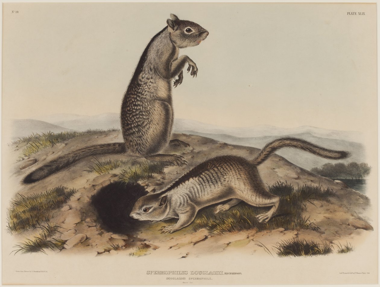 Spermophilus Douglassii (İki Douglas Sincabı) by John James Audubon