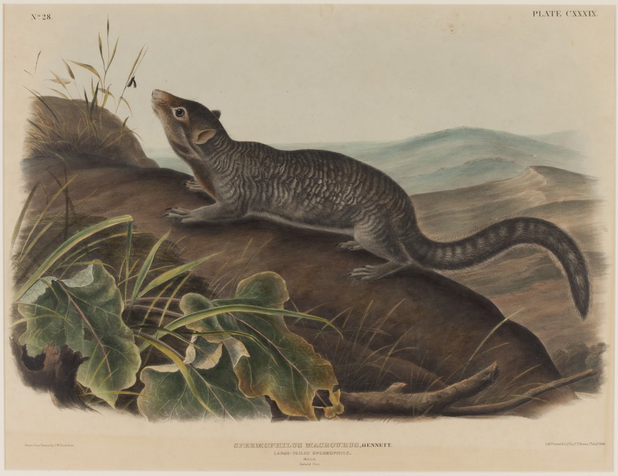 Spermophilus Macrourus (Büyük Kuyruklu Sincap) by John James Audubon
