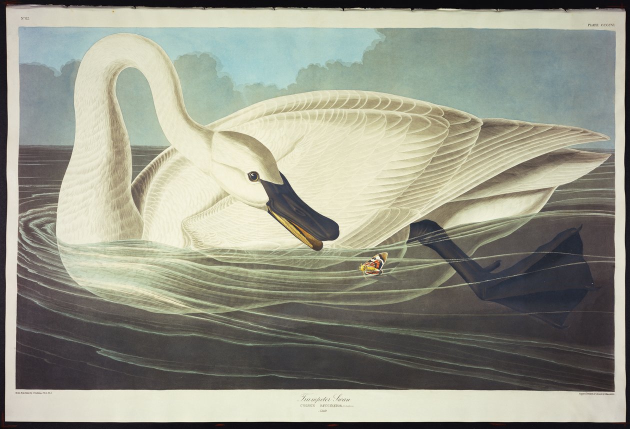Trompetçi Kuğu by John James Audubon