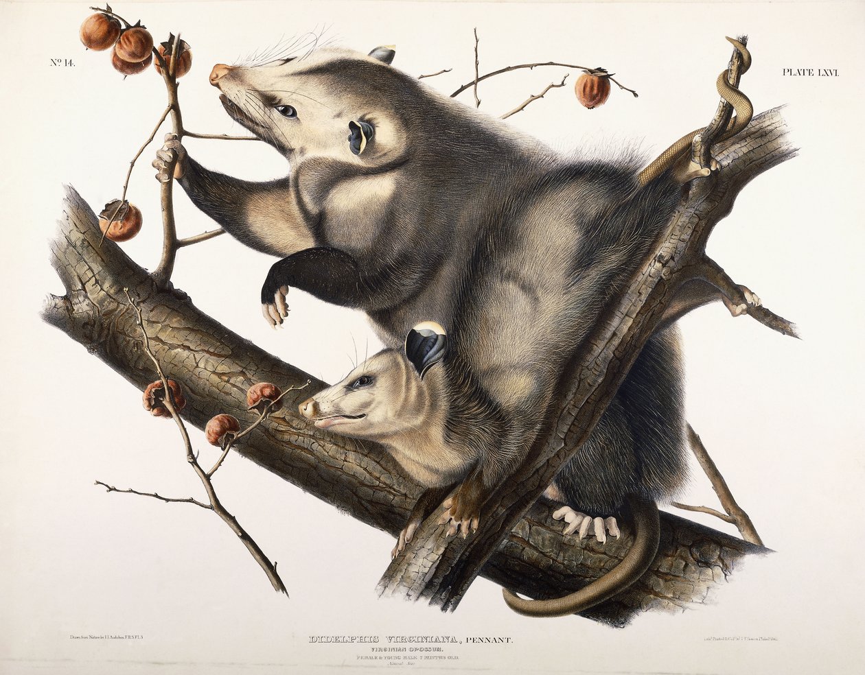 Virginian Opossum, 1845 by John James Audubon