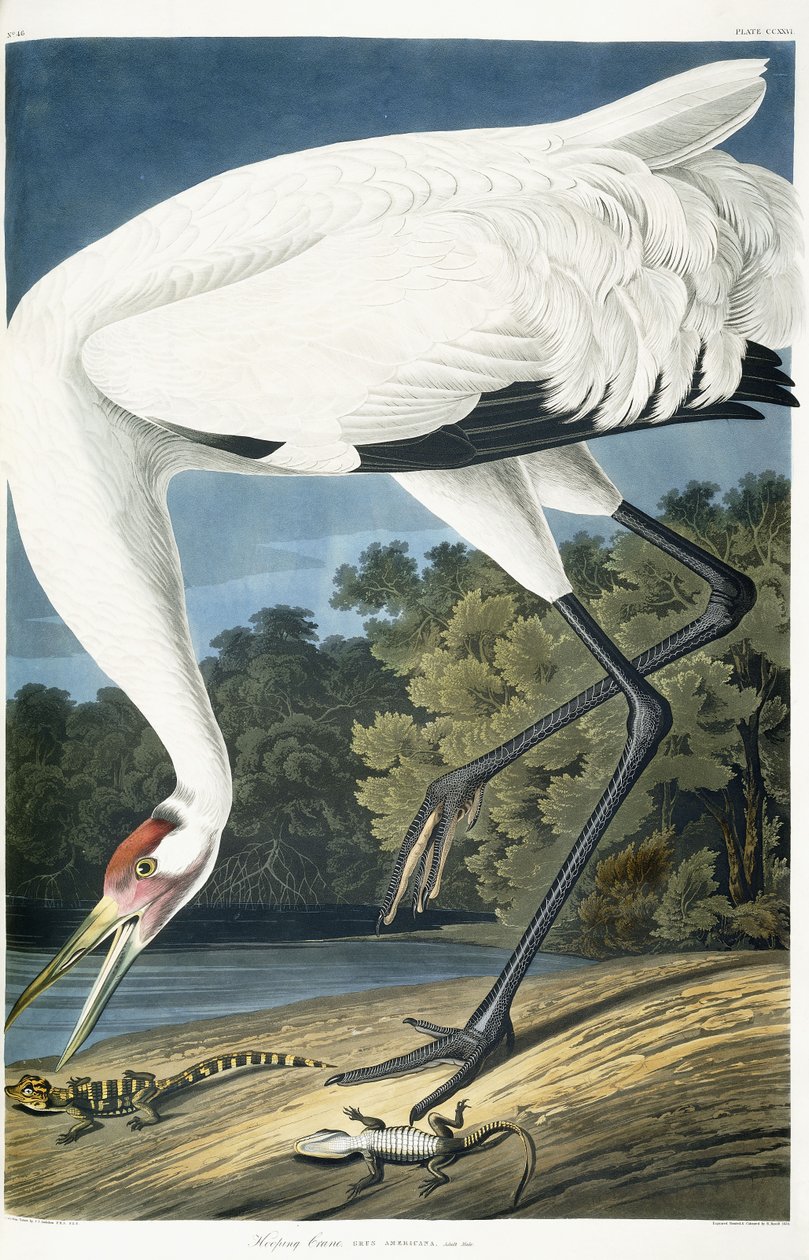 Boğmaca Turna, Yetişkin Erkek, 1834 by John James Audubon