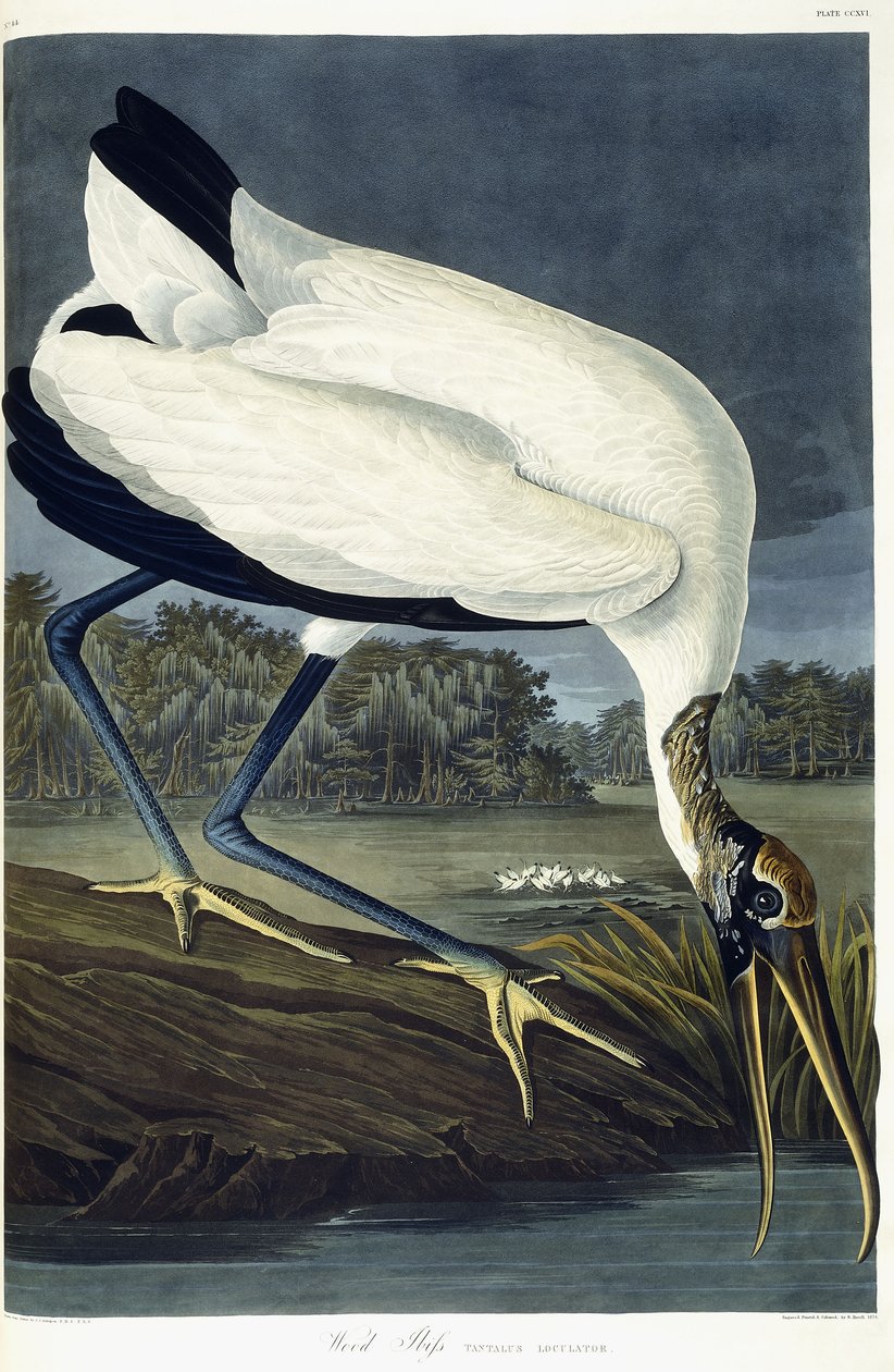 Ahşap Ibis, 1834 by John James Audubon