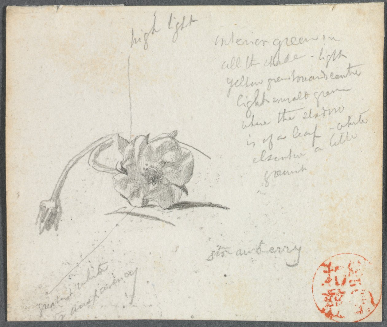 Çilek Çiçeği. by John La Farge