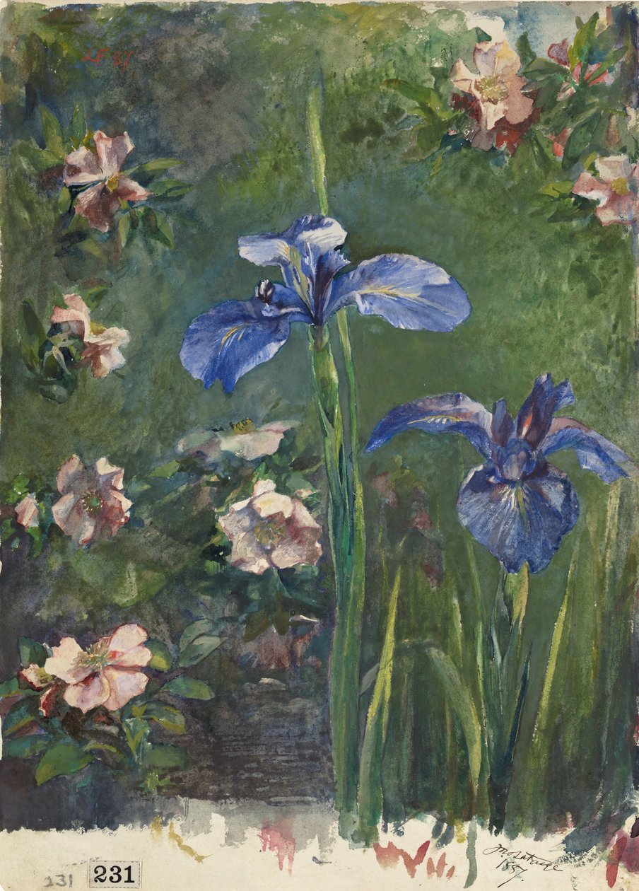 Yabani Güller ve Süsenler, 1887. by John La Farge
