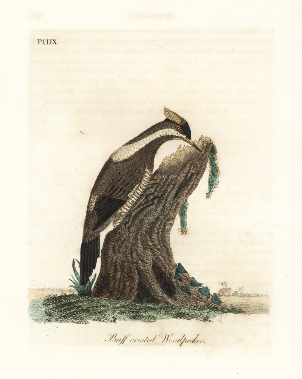 Kızıl tepeli ağaçkakan, Campephilus melanoleucos (Buff tepeli ağaçkakan, Picus melanoleucus). Leverian Müzesi