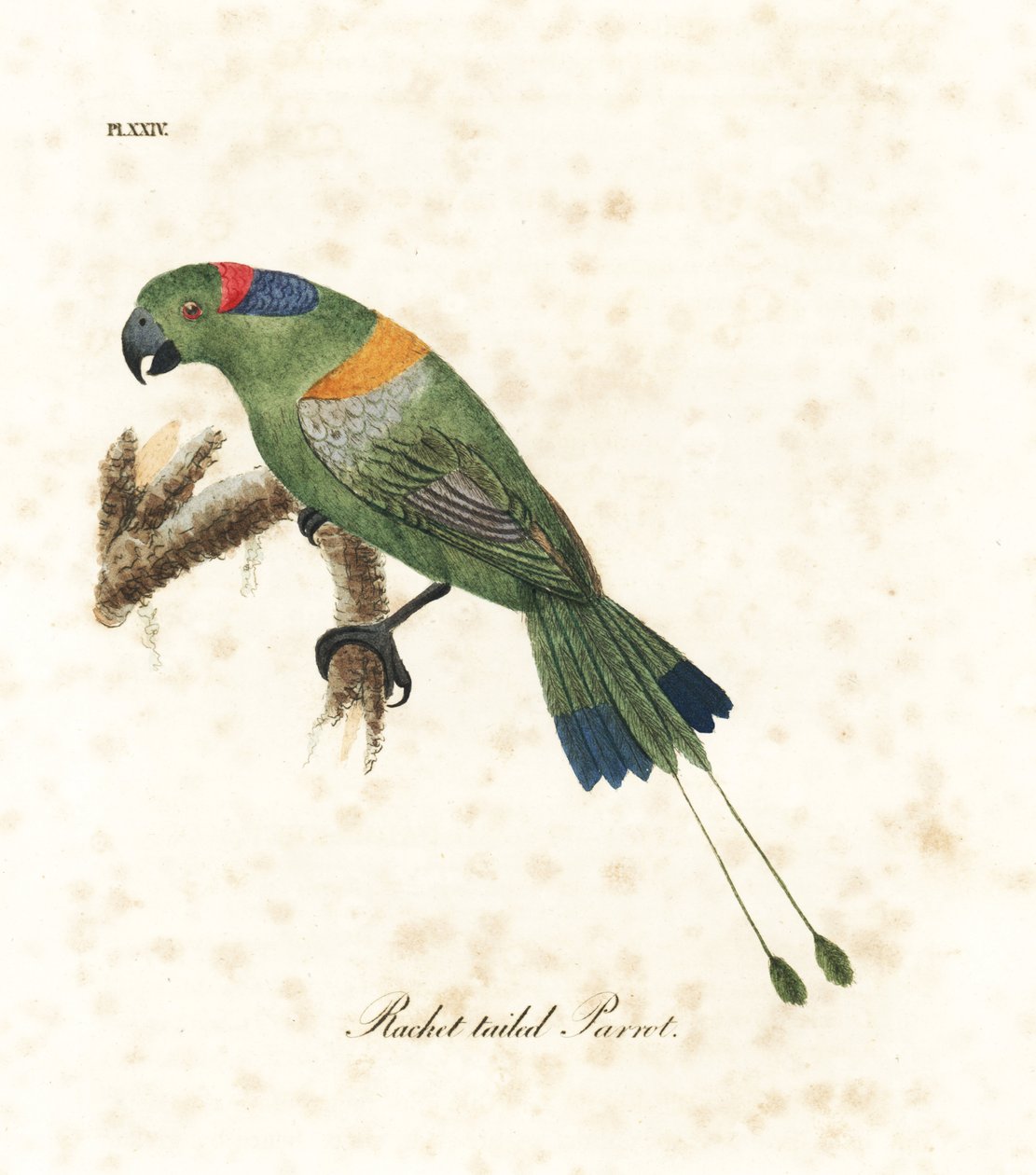 Altın örtülü raket kuyruğu, Prioniturus platurus (Raket kuyruklu papağan). John Latham tarafından kendi A General History of Birds, Winchester