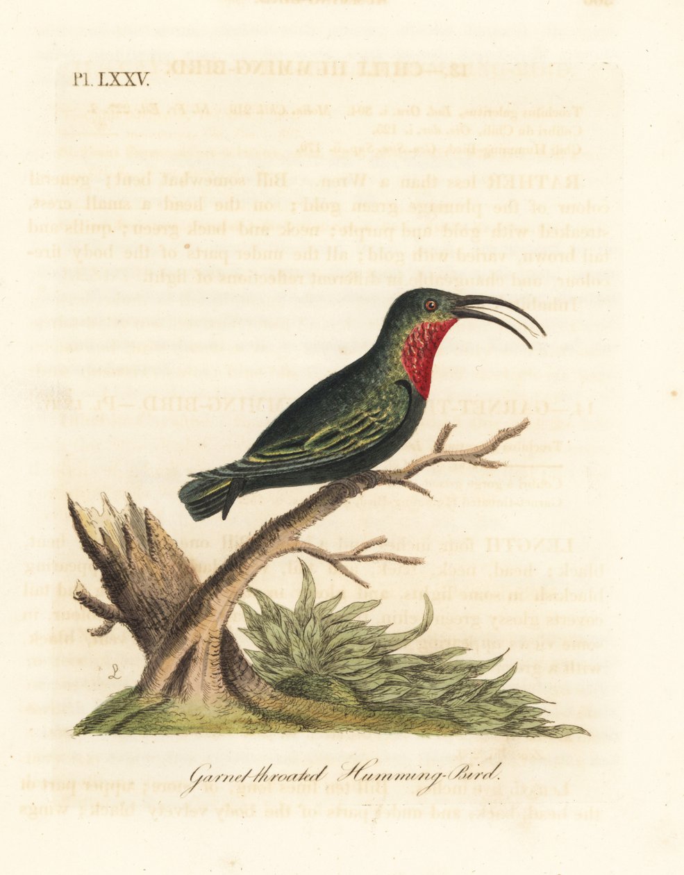 Mor boğazlı carib, Eulampis jugularis (Garnet boğazlı sinek kuşu, Trochilus granatinus). John Latham tarafından kendi A General History of Birds, Winchester