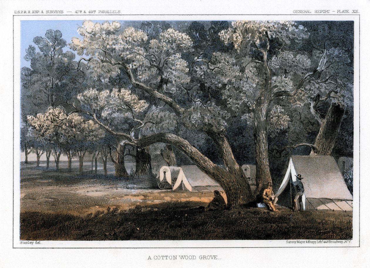 Bir Pamuk Ormanı, 1856 by John Mix Stanley