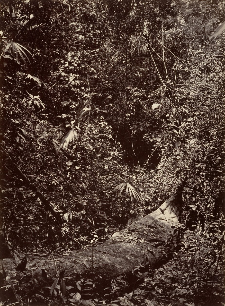 Tropikal Manzara, Tropikal Orman, 1871. by John Moran