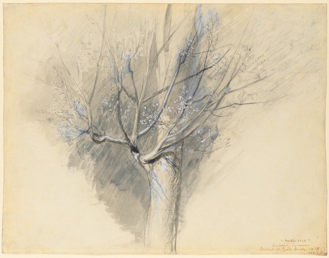 tomurcuklanan çınar by John Ruskin