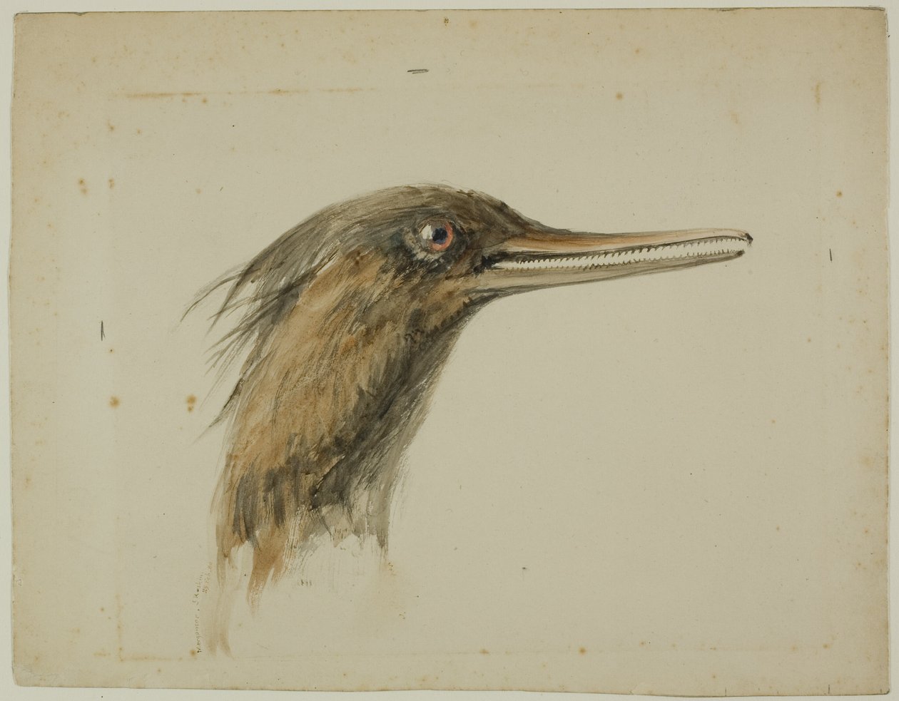 merganser by John Ruskin