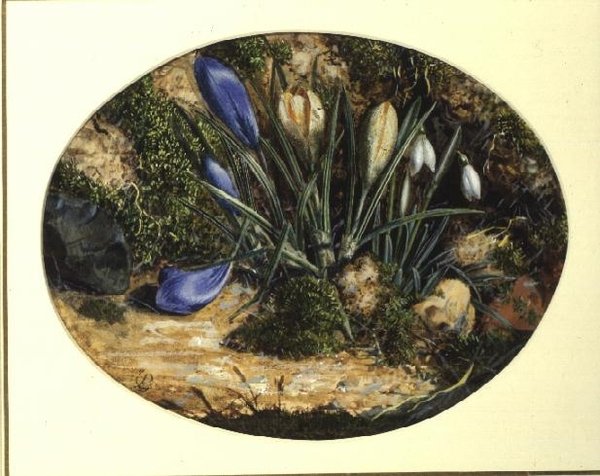 Çiğdemler ve Kardelenler by John Sherrin