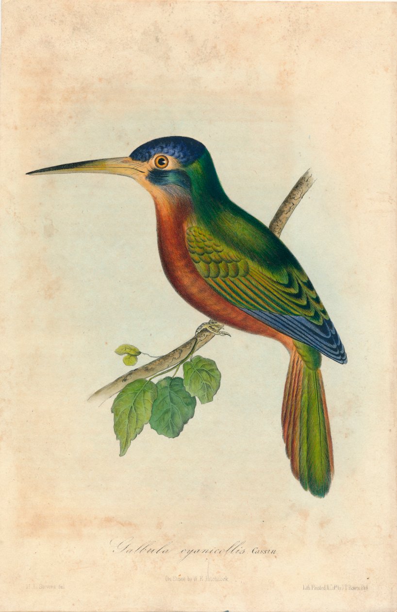 Galbula siyanikolis. Cassin', 1850'ler by John T. Bowen