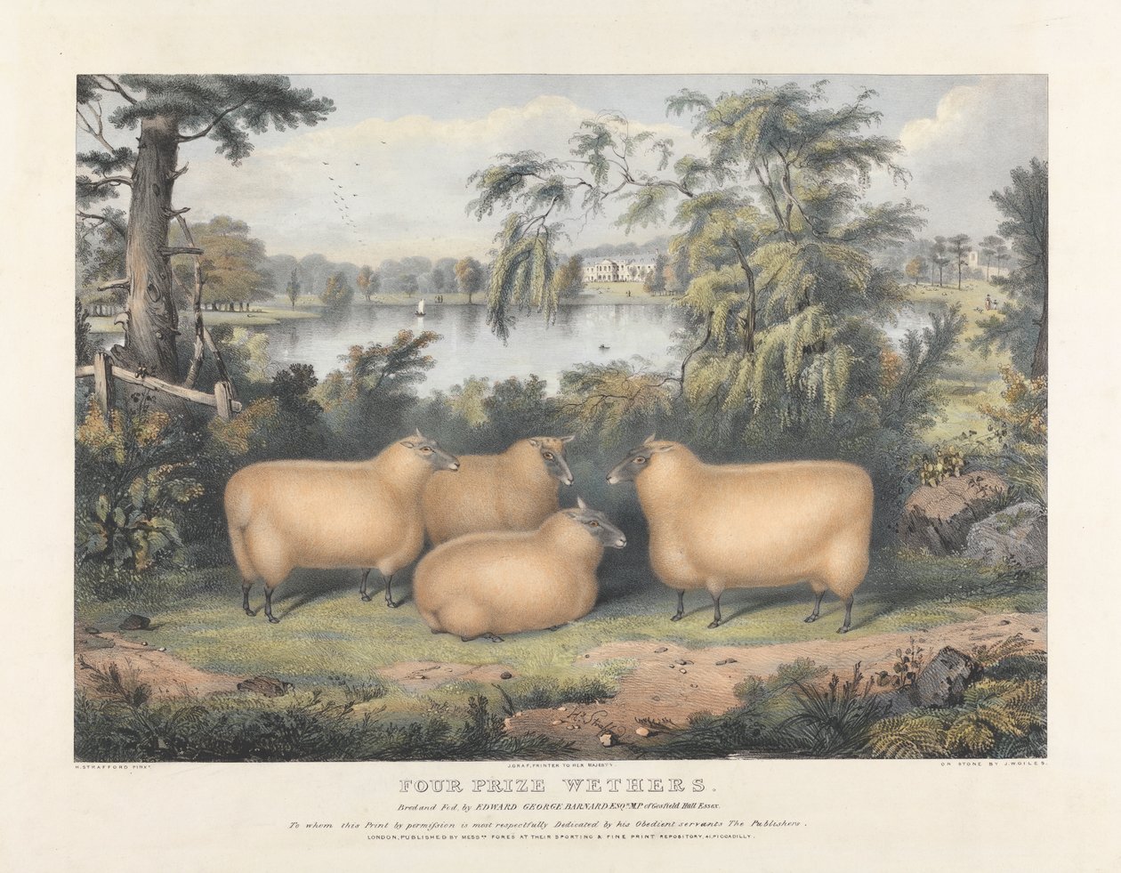 Dört Ödüllü Wethers by John West Giles