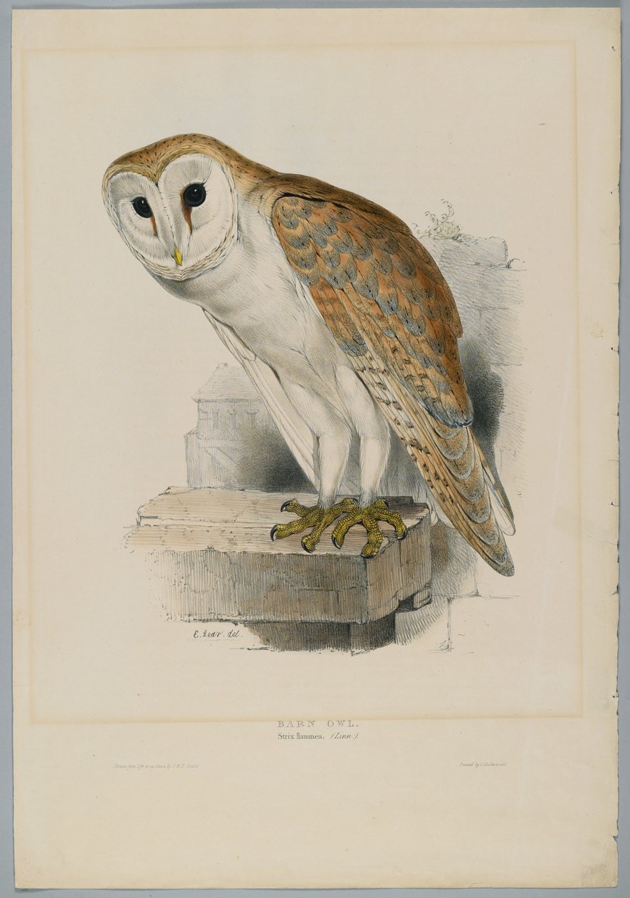 Strix Flammea - Peçeli Baykuş by John after Gould