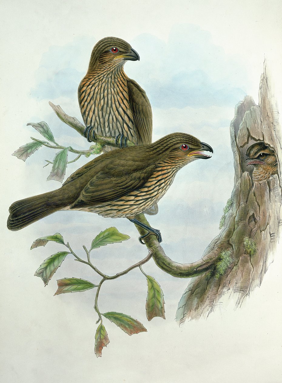 Ailuroedus Dentirostris, Diş gagalı kedi kuşu by John and Hart, William Gould
