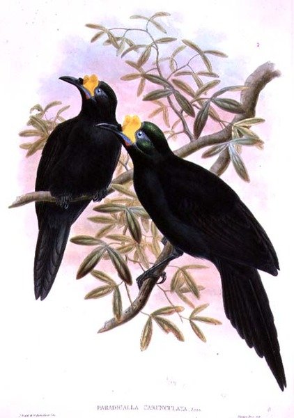 Paradigalla Carunculata by John and Hart, William Gould