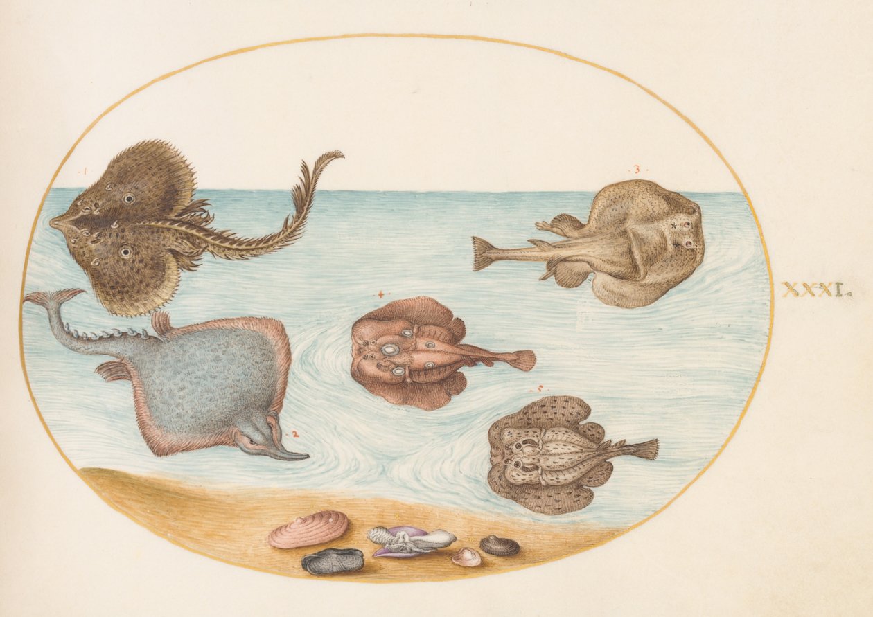 Balık, c.1575-80 by Joris Hoefnagel