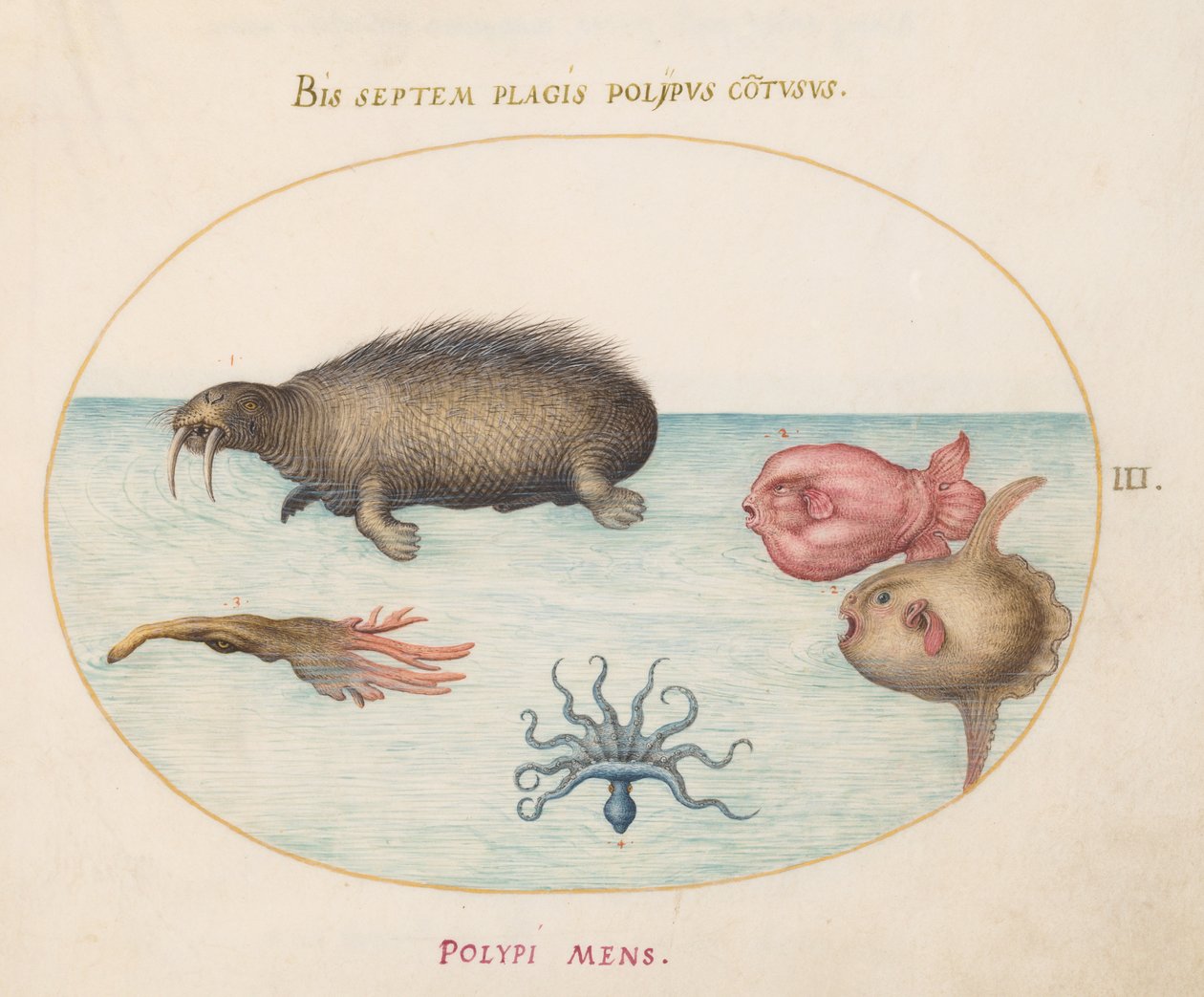 Deniz canlıları, c.1575-80 by Joris Hoefnagel