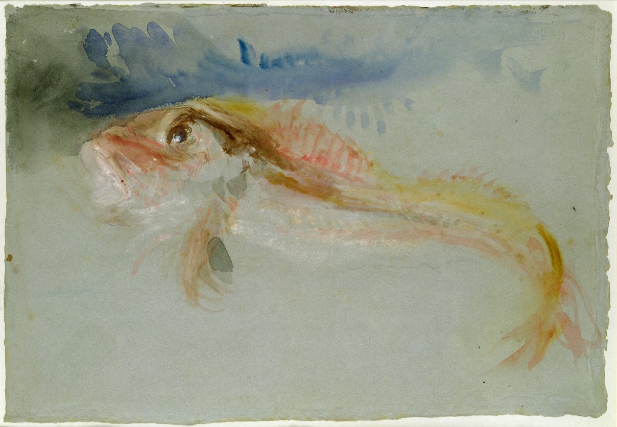 Bir Gurnard by Joseph Mallord William Turner