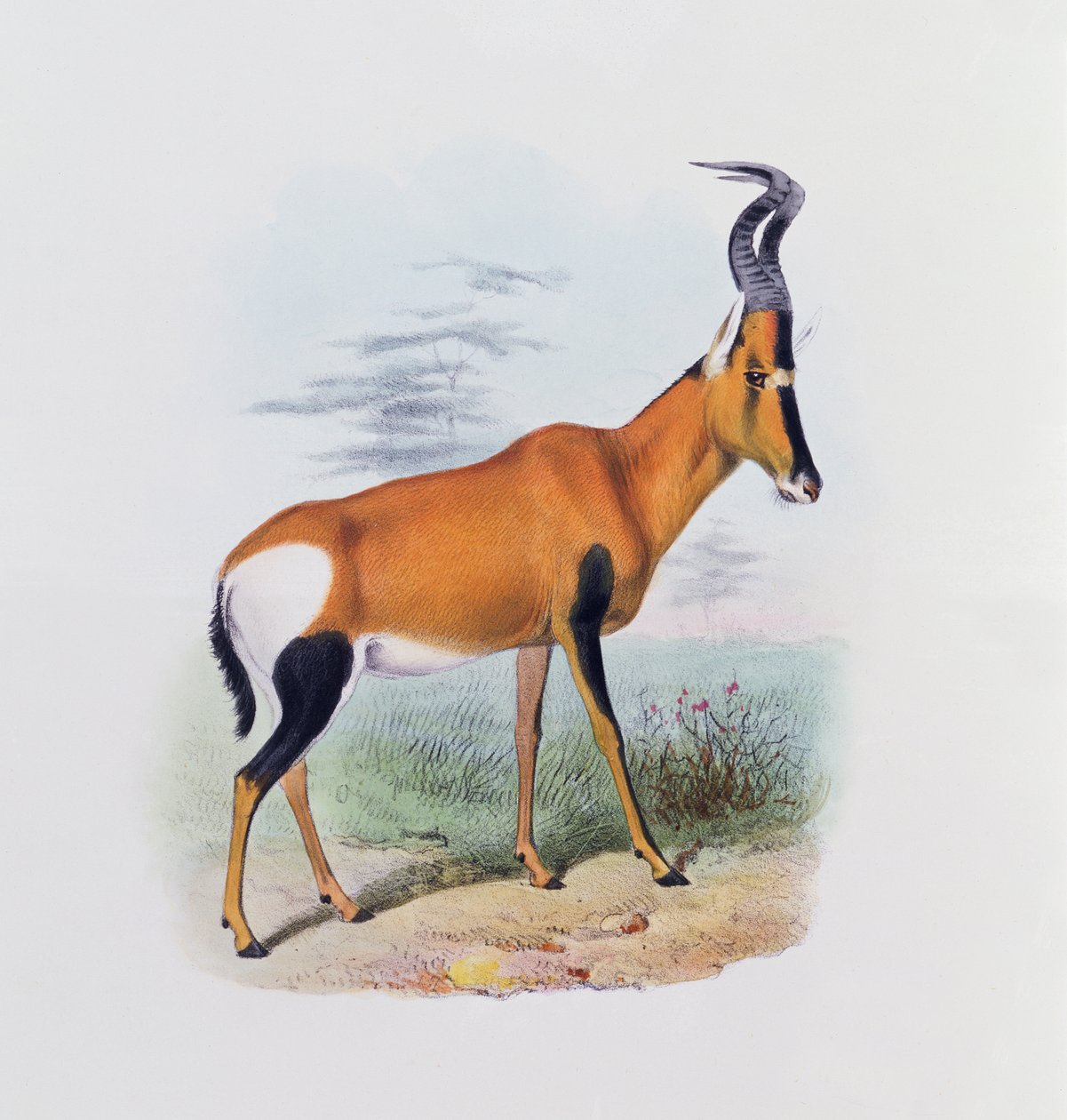 Antiloplar Kitabı