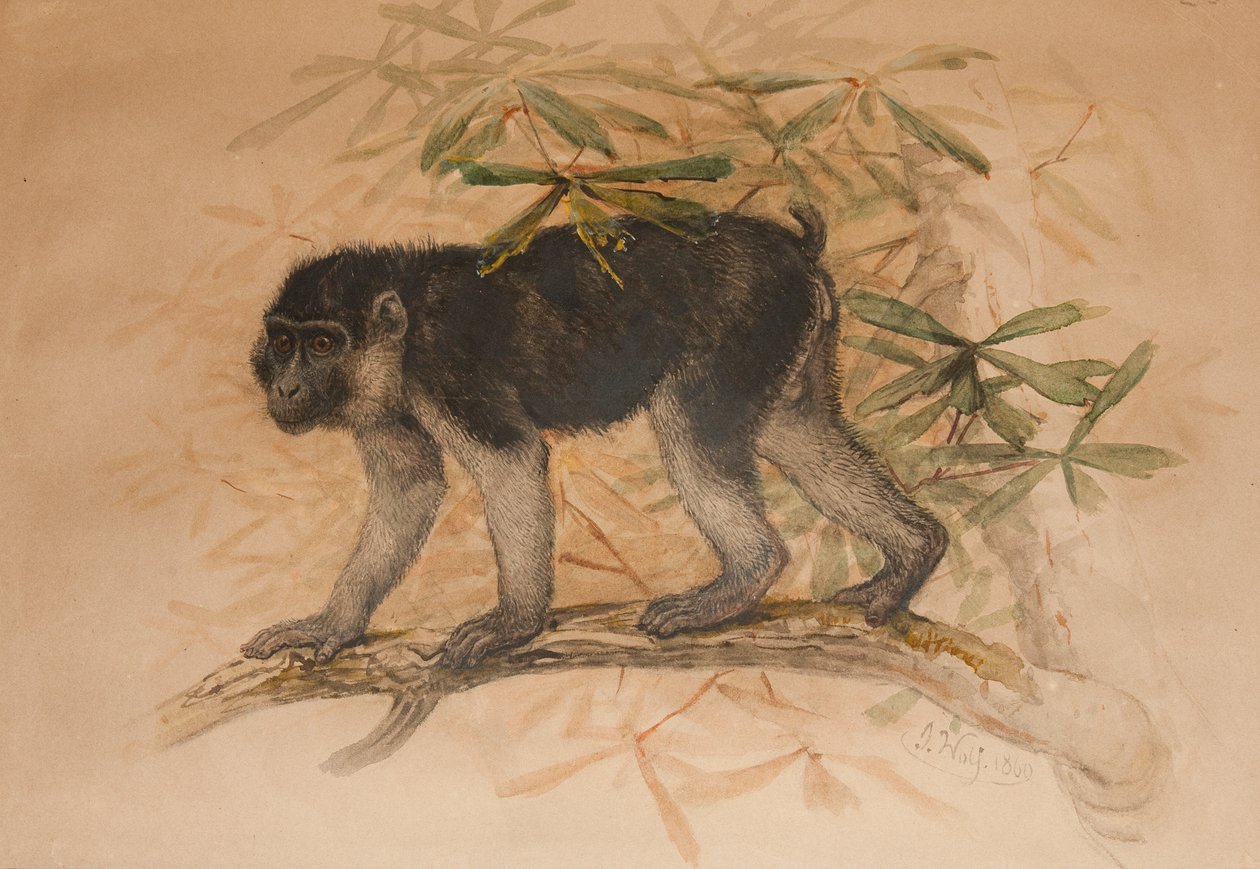 Küllü-siyah Makak (Macacus ocreatus), 1869 by Joseph Wolf