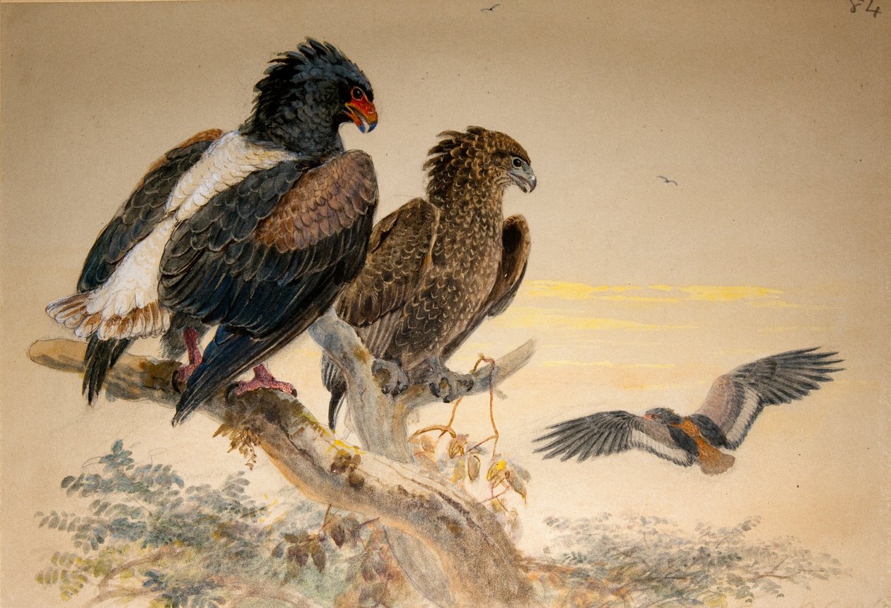 Bataleur Eagle (Helotarsus ecaudatus), 1856-67 (kağıt üzerinde wc ve kurşun kalem) by Joseph Wolf