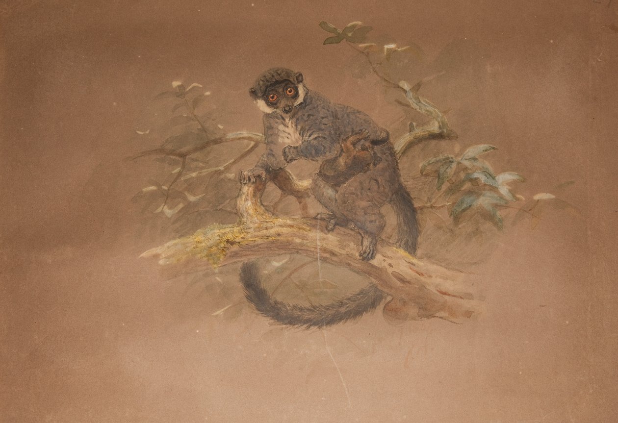 Kara ayaklı Lemur (Lemur nigifronları) by Joseph Wolf