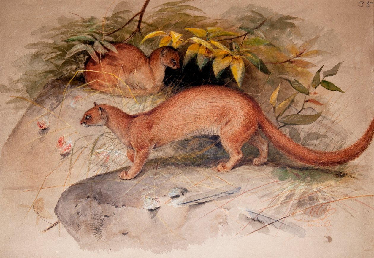 Kulak (Felis kulağı), 1851 by Joseph Wolf