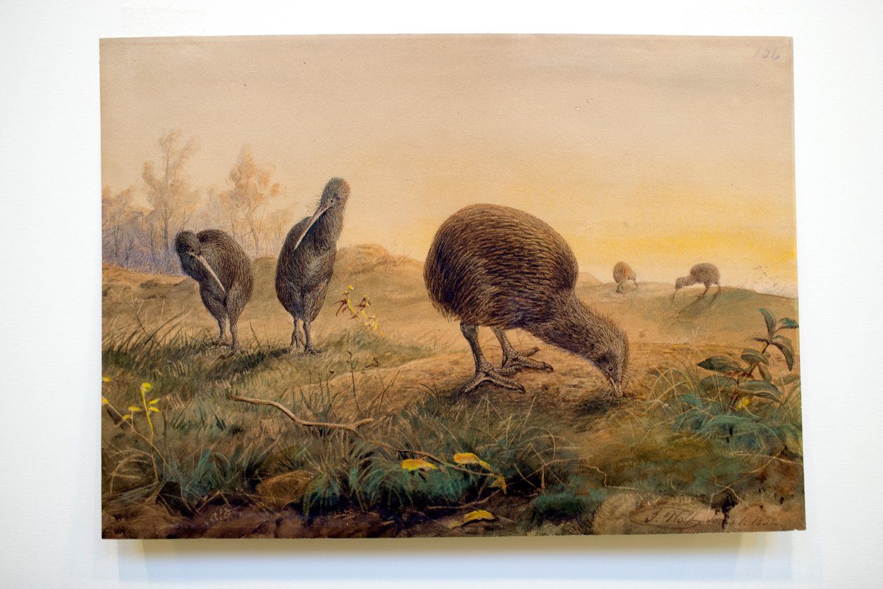 ಕಿವಿ ಮಾಂಟೆಲ್ಸ್, 1852 ಟರ್ಕ್ by Joseph Wolf