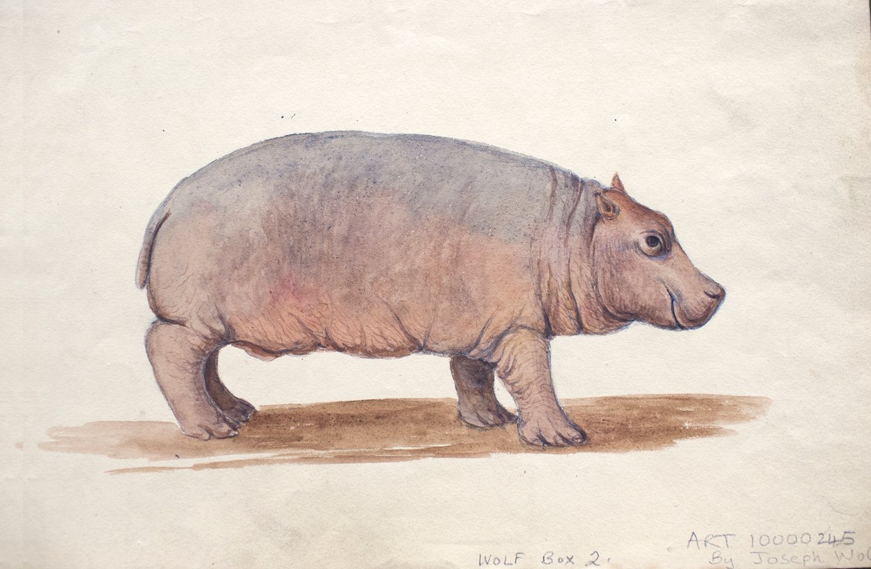 ಓಬೇಸ್ಚ್, ಸಿ.1850 ಟರ್ಕ್ by Joseph Wolf