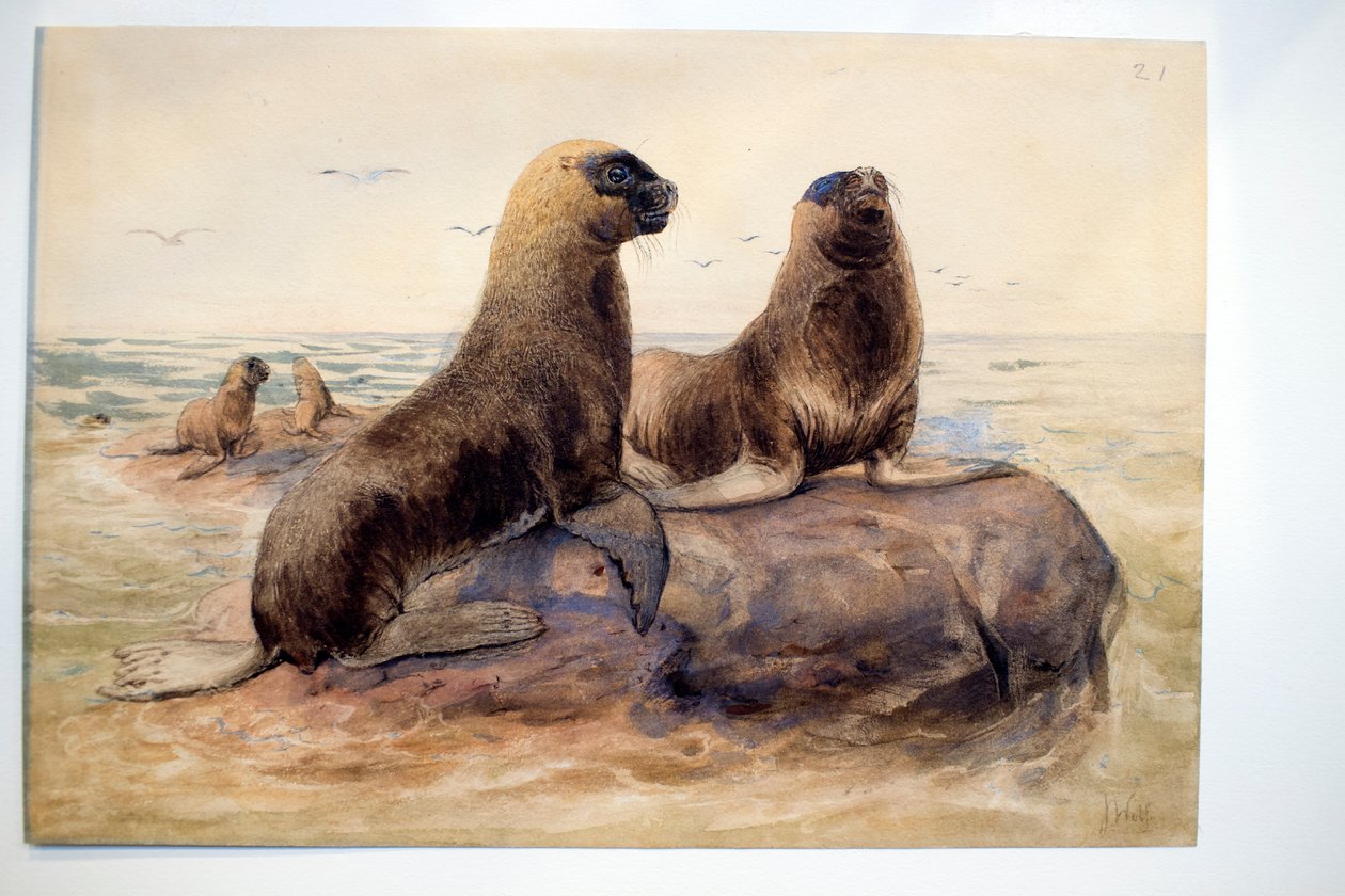 ಪ್ಯಾಟಗೋನಿಯನ್ ಸೀ ಲಯನ್ಸ್, ಸಿ.1865 ಟರ್ಕ್ by Joseph Wolf