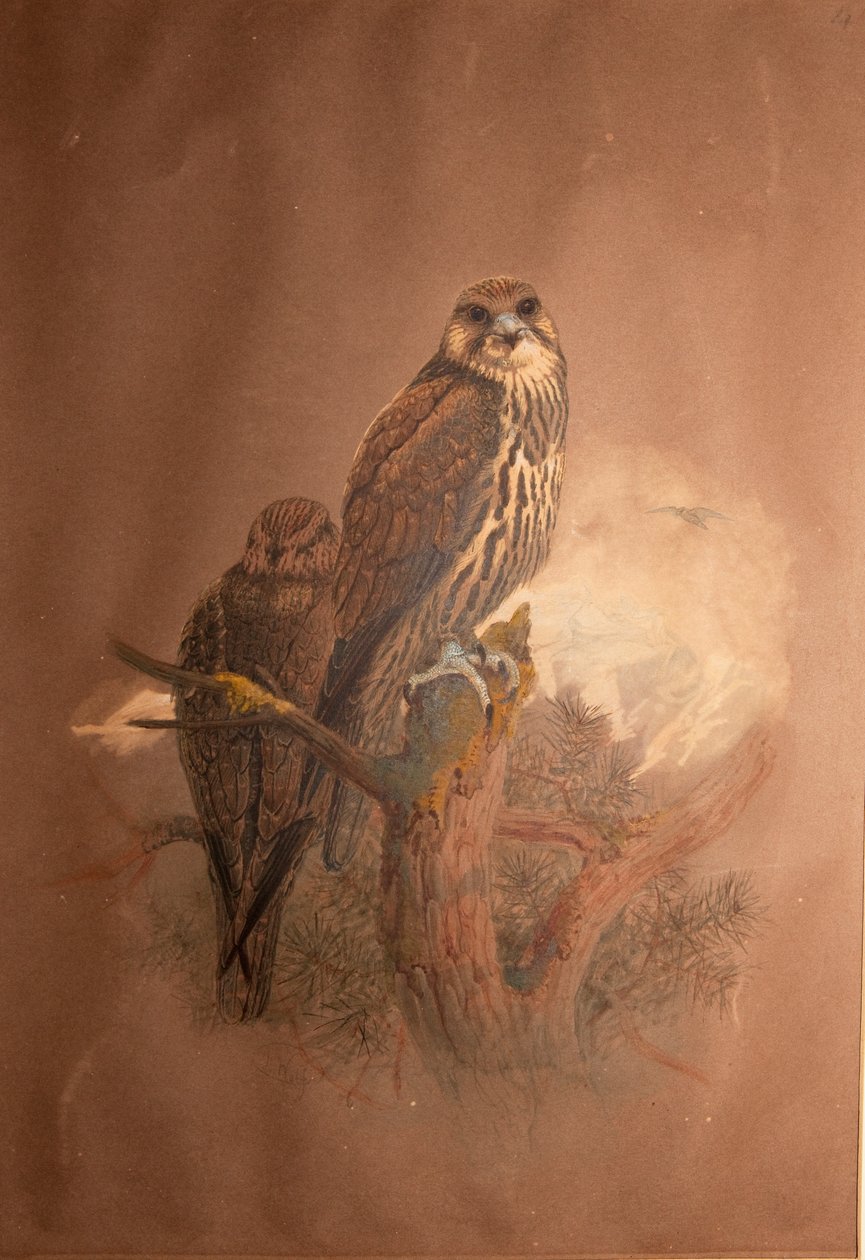 Saker Falcon (Falco sacer), 1856-67 by Joseph Wolf