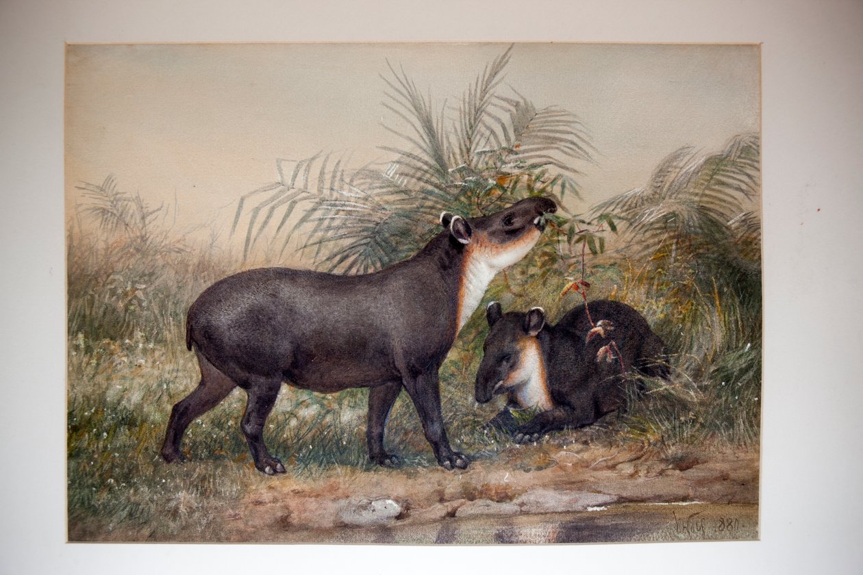 Tapir, 1880 by Joseph Wolf