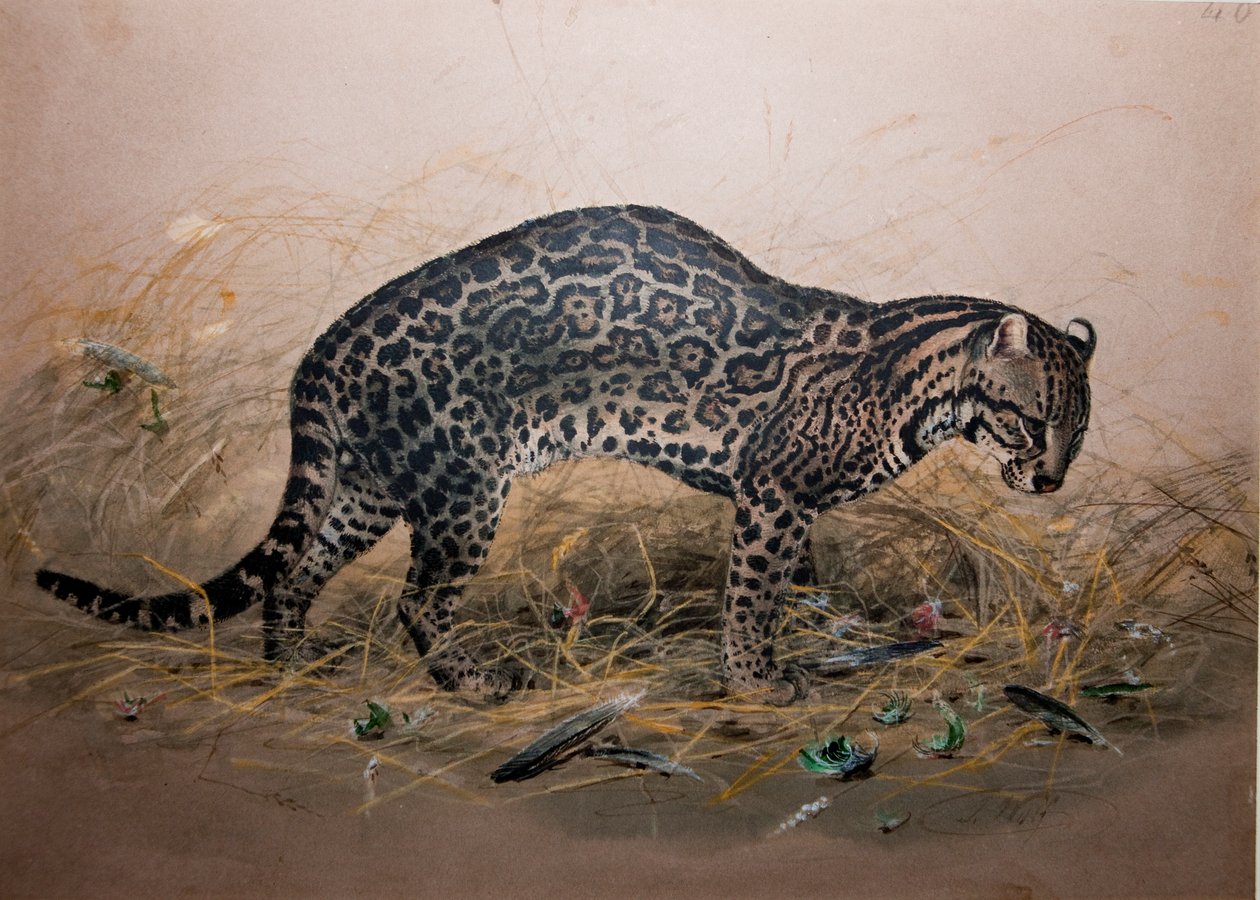 Boyalı Ocelot (Felis picta), c.1850 by Joseph Wolf