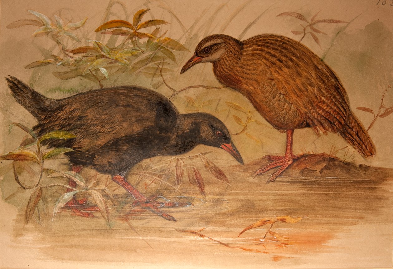 Weka Rail (Ocydromus australis), c.1851-76 (kağıt üzerine wc ve kalem) by Joseph Wolf