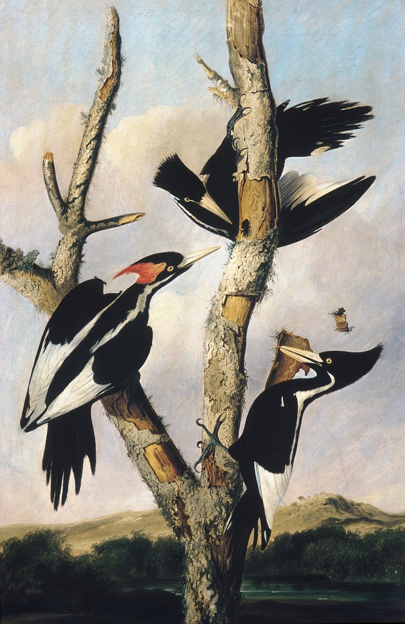 Fildişi gagalı Ağaçkakanlar, ca. 1830-31. by Joseph Bartholomew Kidd