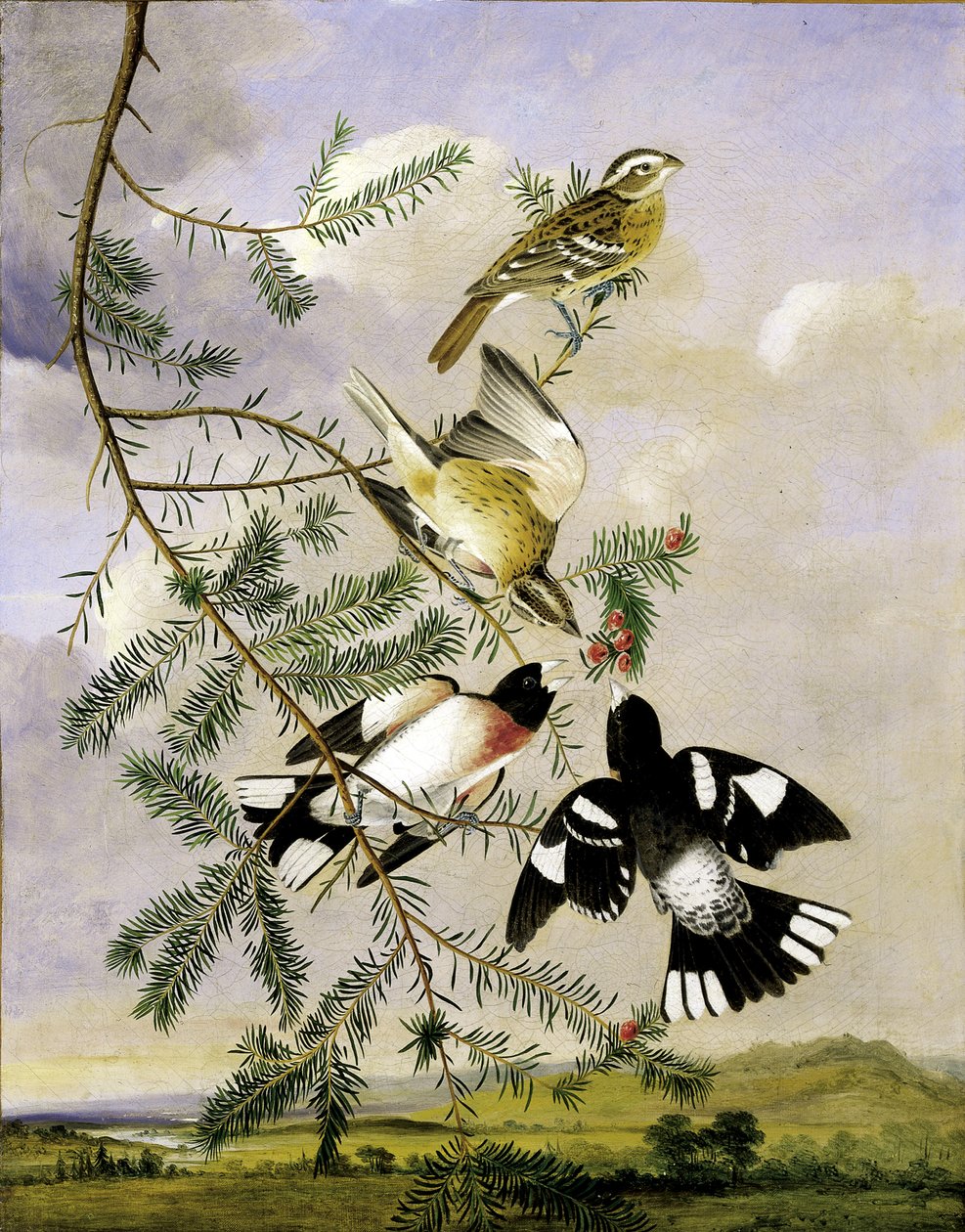 Gül Göğüslü Grosbeak, 19. yüzyılın ortaları. by Joseph Bartholomew Kidd