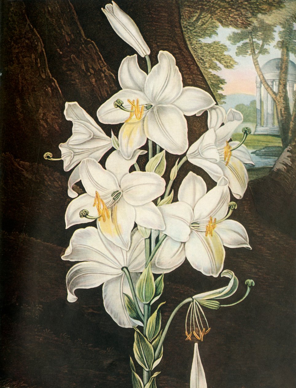 Beyaz Zambak, c1800, 1948. by Joseph Constantine Stadler