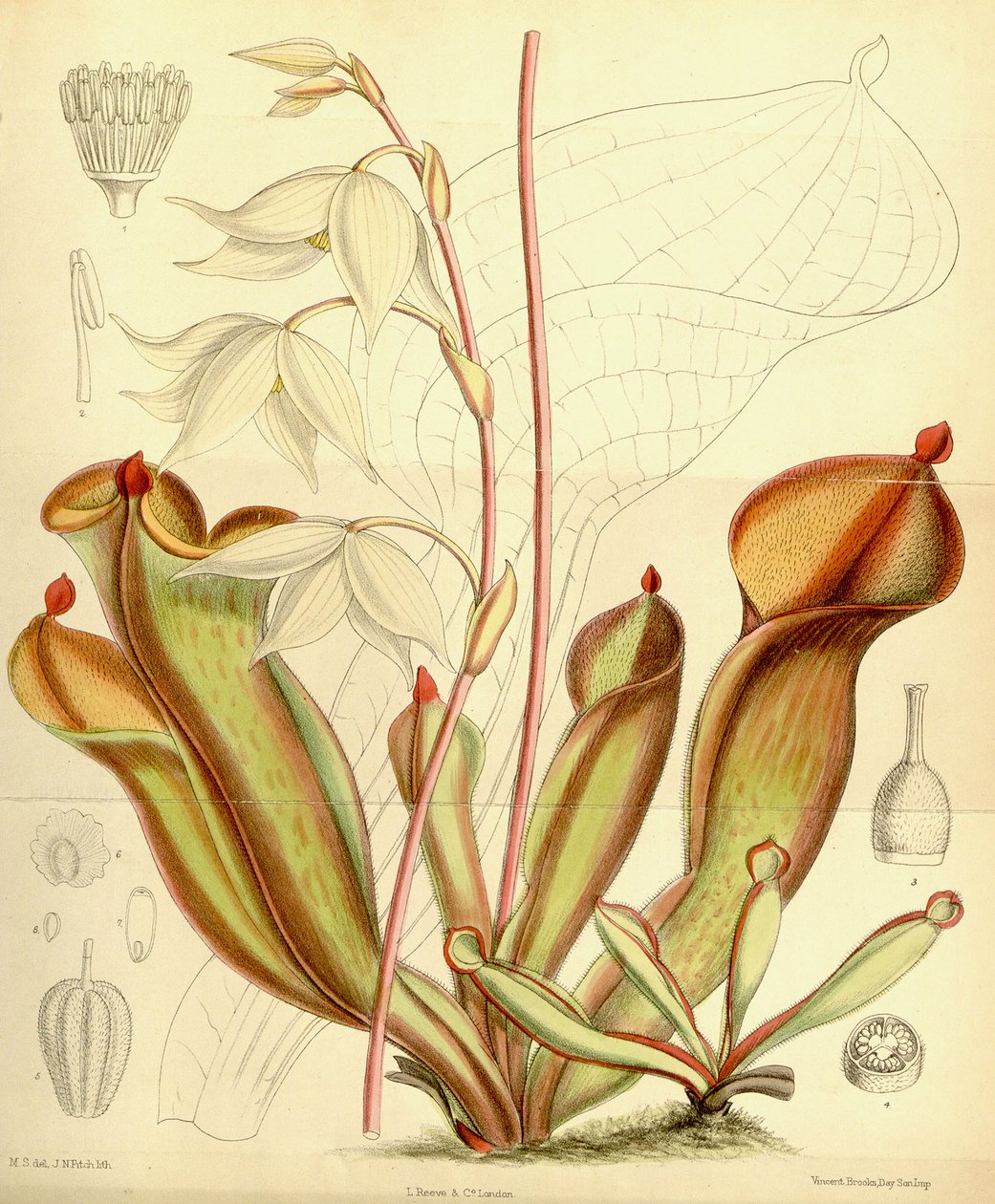 Heliamphora nutans. 1890 by Joseph Dalton Hooker