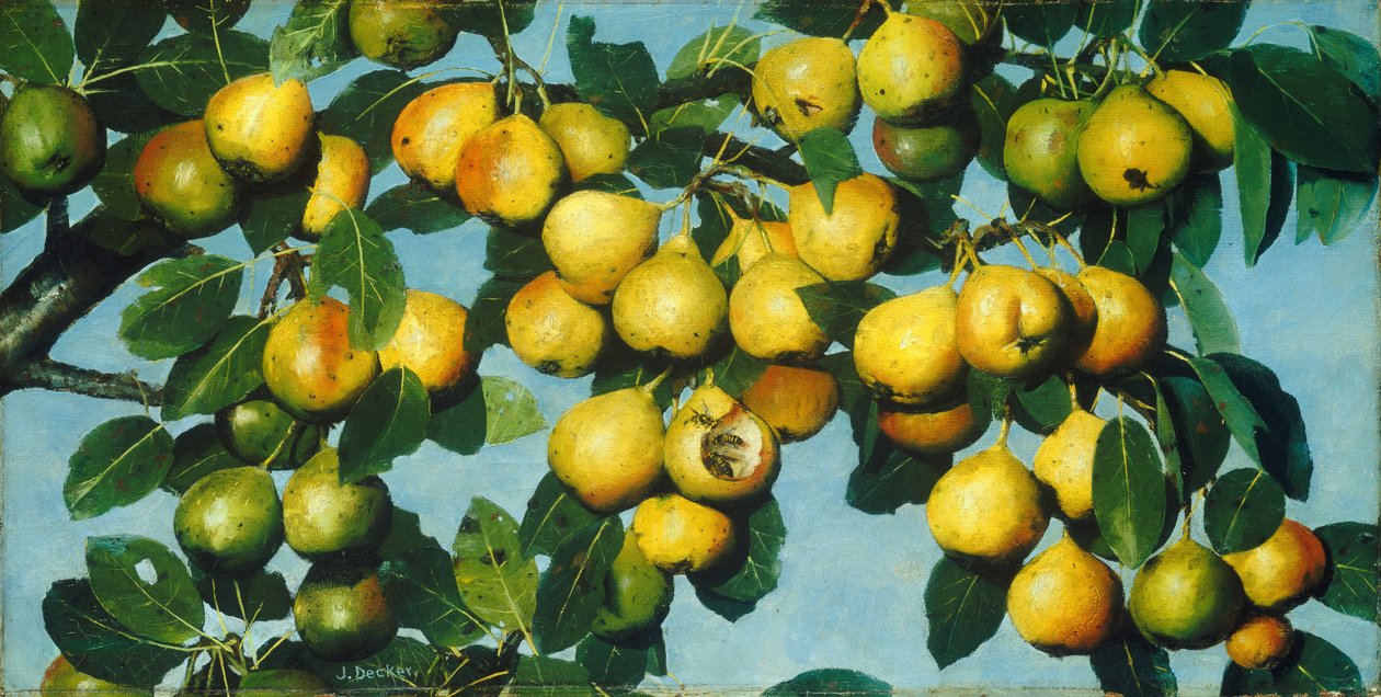 armut olgunlaşma by Joseph Decker